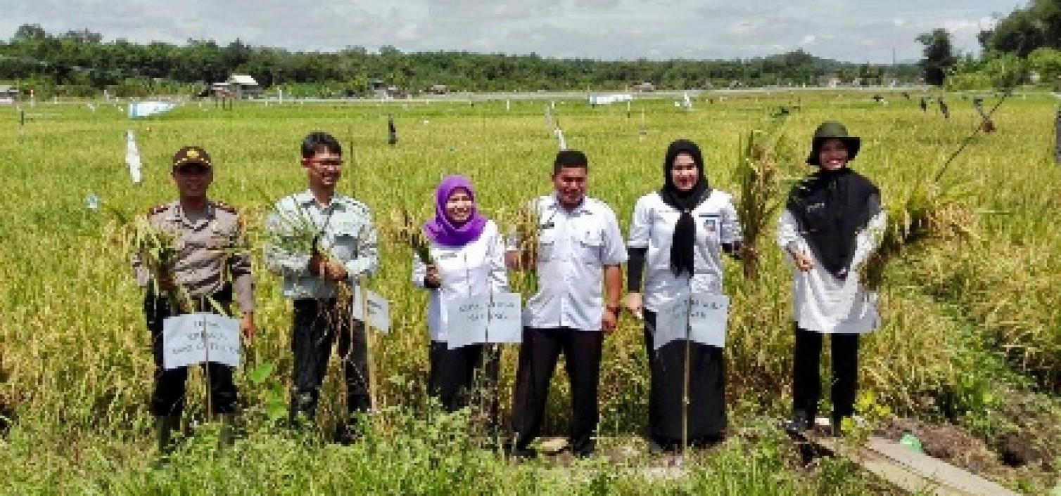 Bupati Bangka Tengah Buka Musim Panen Padi Di Kecamatan Namang