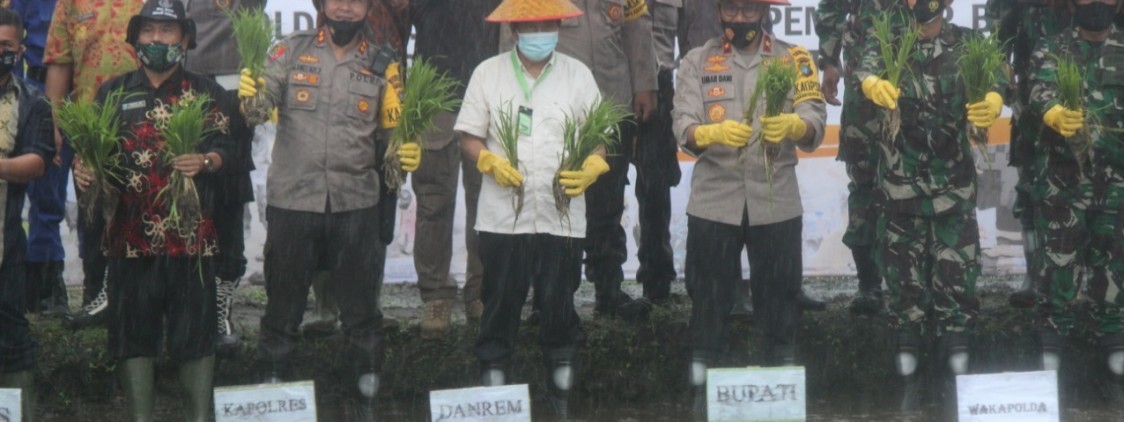 Kapolres Bangka tengah dan Forkompinda dampingi Waka Polda dalam Penanaman bibit padi dan pelepasan benih ikan