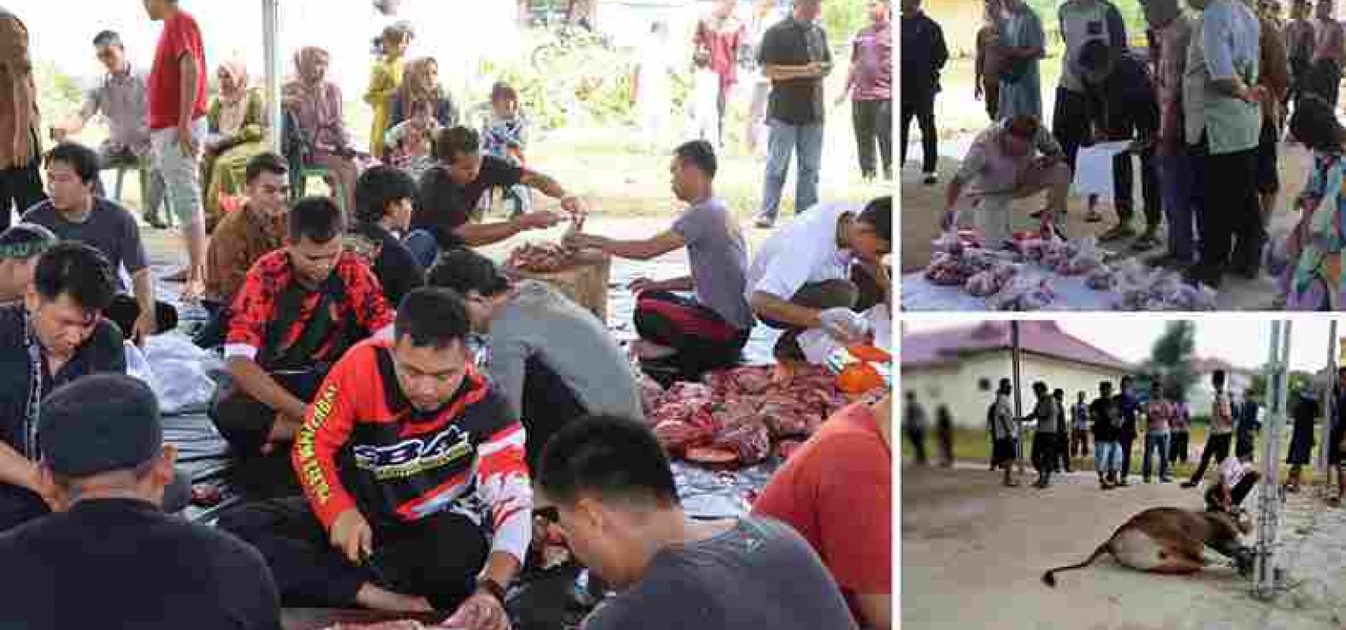 Polres Bangka Tengah lakukan pemotongan hewan Kurban sebanyak 3 Ekor Sapi dan 2 Ekor Kambing