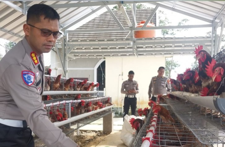 Dukung Program Ketahanan Pangan, Ditlantas Polda Babel Panen Telur Ayam Dan Bagi-bagi Ke Masyarakat