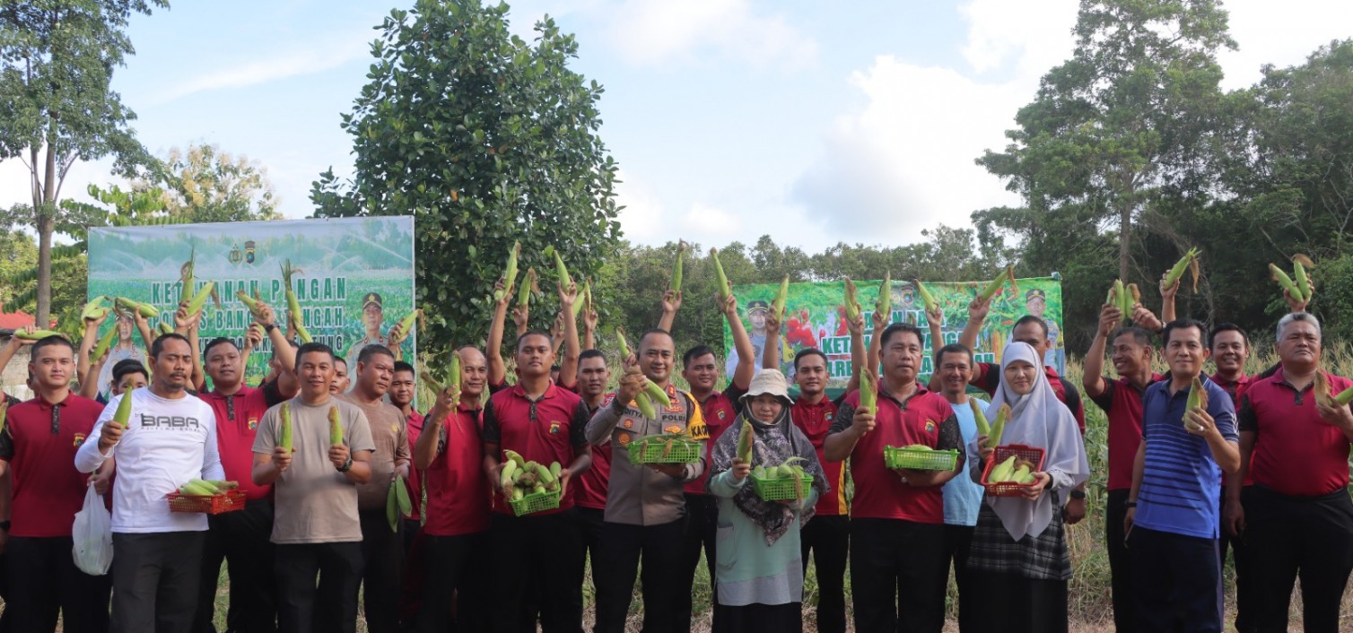 Polres Bangka Tengah Gelar Panen Raya Jagung Manis, Dukung Ketahanan Pangan dan Petani Lokal