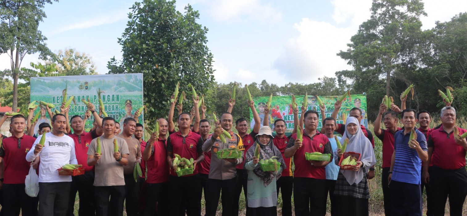 Polres Bangka Tengah Gelar Panen Raya Jagung Manis, Dukung Ketahanan Pangan dan Petani Lokal
