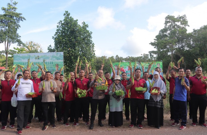 Polres Bangka Tengah Gelar Panen Raya Jagung Manis, Dukung Ketahanan Pangan dan Petani Lokal