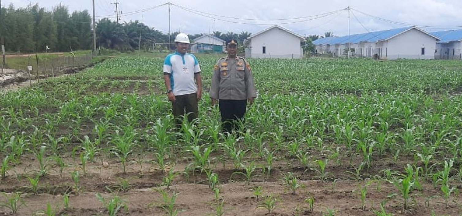 Polres Bangka Tengah Dukung Ketahanan Pangan, Kapolsek Namang Tinjau Lahan Produktif Jagung Hibrida