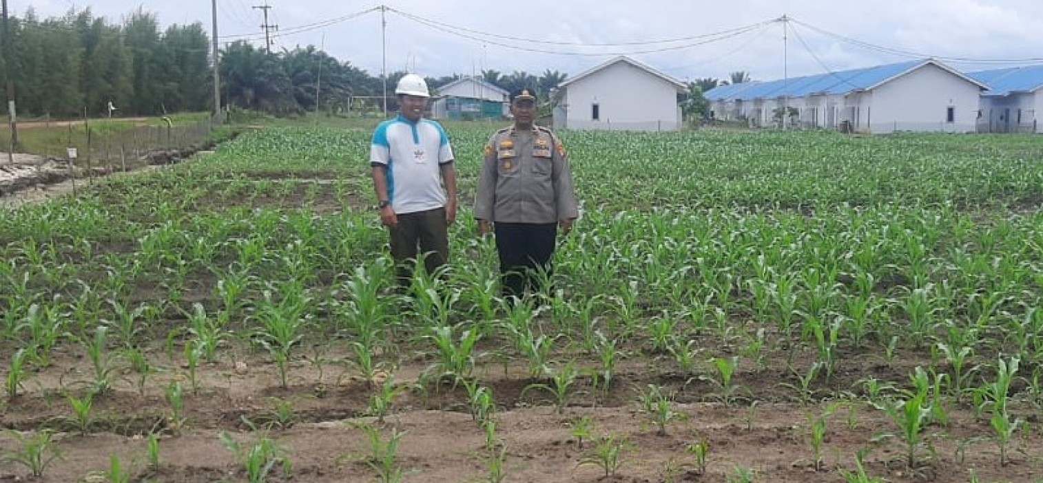 Polres Bangka Tengah Dukung Ketahanan Pangan, Kapolsek Namang Tinjau Lahan Produktif Jagung Hibrida