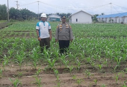 Polres Bangka Tengah Dukung Ketahanan Pangan, Kapolsek Namang Tinjau Lahan Produktif Jagung Hibrida