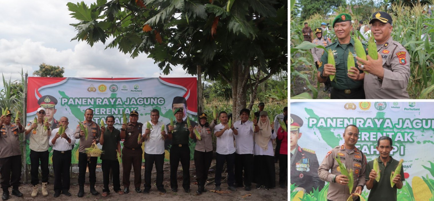 Polres Bangka Tengah Panen Jagung di Desa Lubuk Lingkuk, Dukung Ketahanan Pangan