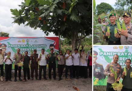 Polres Bangka Tengah Panen Jagung di Desa Lubuk Lingkuk, Dukung Ketahanan Pangan