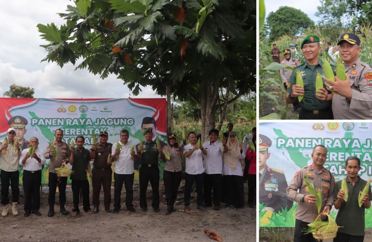Polres Bangka Tengah Panen Jagung di Desa Lubuk Lingkuk, Dukung Ketahanan Pangan