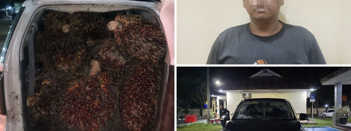 Satreskrim Polres Bangka Tengah Ungkap Kasus Pencurian TBS Sawit Milik Perusahaan di Lubuk Besar