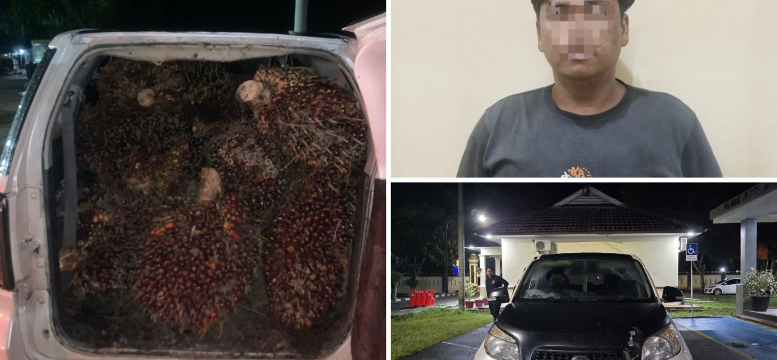 Satreskrim Polres Bangka Tengah Ungkap Kasus Pencurian TBS Sawit Milik Perusahaan di Lubuk Besar