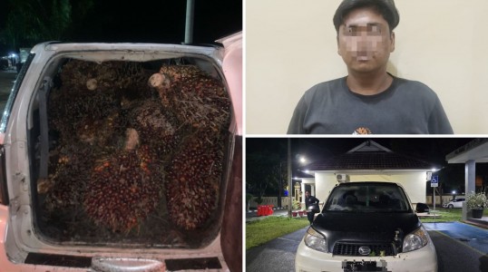 Satreskrim Polres Bangka Tengah Ungkap Kasus Pencurian TBS Sawit Milik Perusahaan di Lubuk Besar
