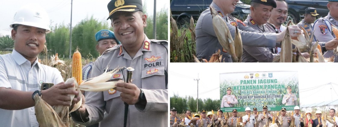Polres Bangka Tengah Panen Jagung Bersama di Desa Belilik, Dukung Ketahanan Pangan Daerah