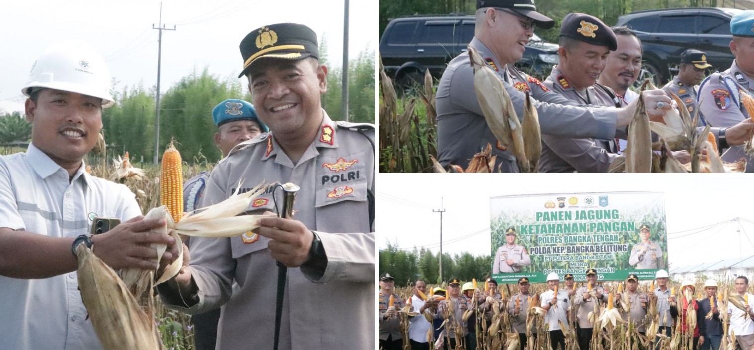 Polres Bangka Tengah Panen Jagung Bersama di Desa Belilik, Dukung Ketahanan Pangan Daerah