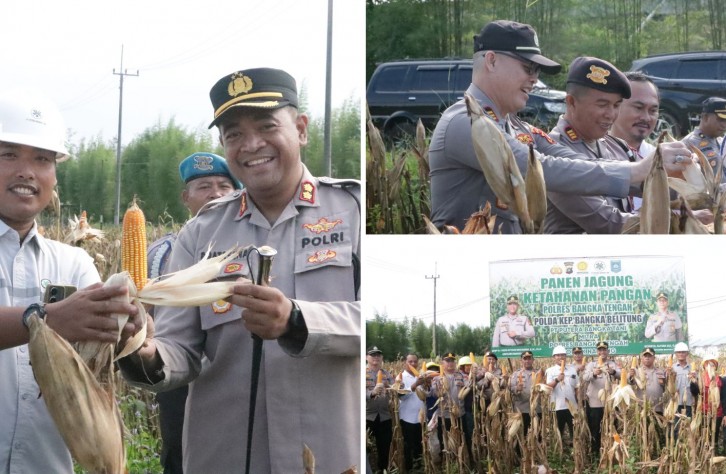Polres Bangka Tengah Panen Jagung Bersama di Desa Belilik, Dukung Ketahanan Pangan Daerah