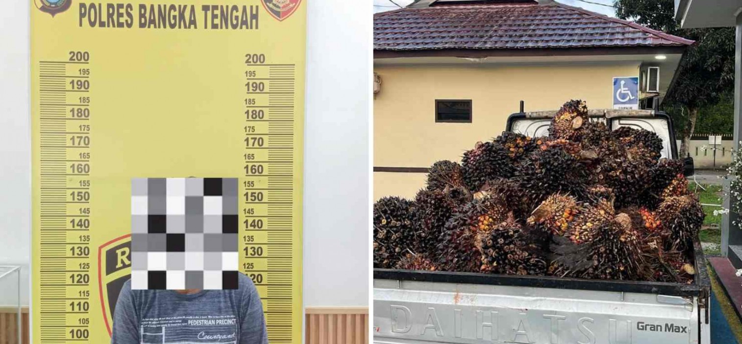 Polres Bangka Tengah Ungkap Kasus Pencurian TBS Sawit di Desa Cambai Selatan, Satu Pelaku Diamankan