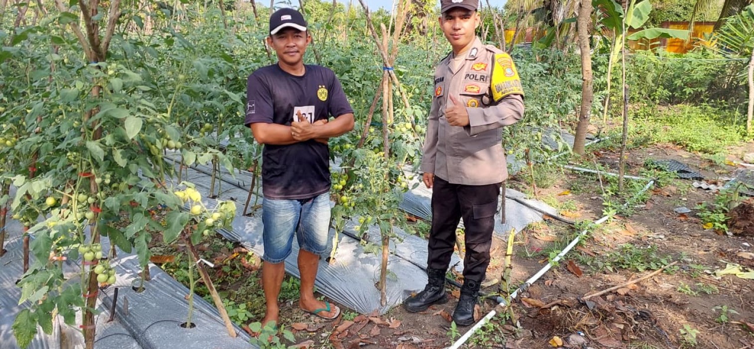 Cerita Brigadir Kateran Ajak Warga Binaannya Manfaatkan Lahan Tidur, Kini Sukses Panen Ratusan Kilogram Tomat