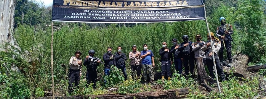 Polri Musnahkan 7 Haktare Ladang Ganja Di Gunung Lauser Dan Sita 592 Kg Ganja Kering