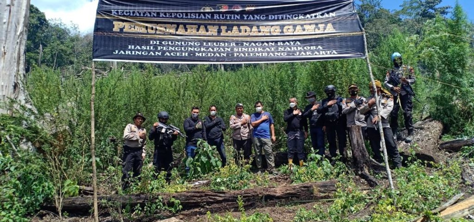Polri Musnahkan 7 Haktare Ladang Ganja Di Gunung Lauser Dan Sita 592 Kg Ganja Kering