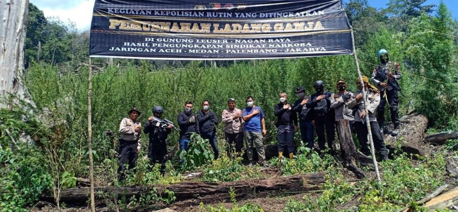 Polri Musnahkan 7 Haktare Ladang Ganja Di Gunung Lauser Dan Sita 592 Kg Ganja Kering