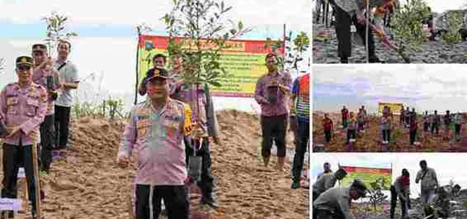 POLRES BANGKA TENGAH TANAMI 300 POHON DI LAHAN KRITIS EKS PERTAMBANGAN