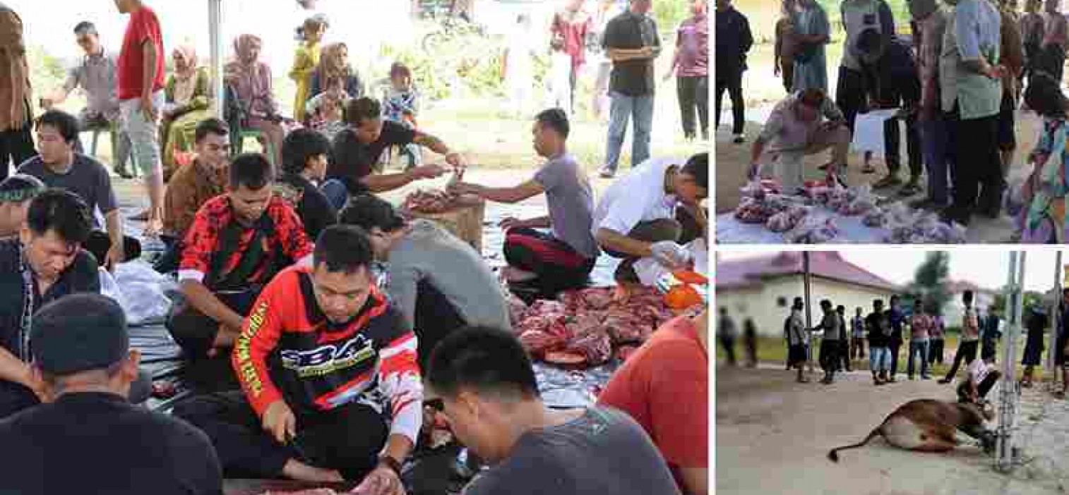 Polres Bangka Tengah lakukan pemotongan hewan Kurban sebanyak 3 Ekor Sapi dan 2 Ekor Kambing