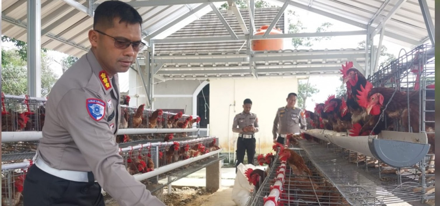 Dukung Program Ketahanan Pangan, Ditlantas Polda Babel Panen Telur Ayam Dan Bagi-bagi Ke Masyarakat