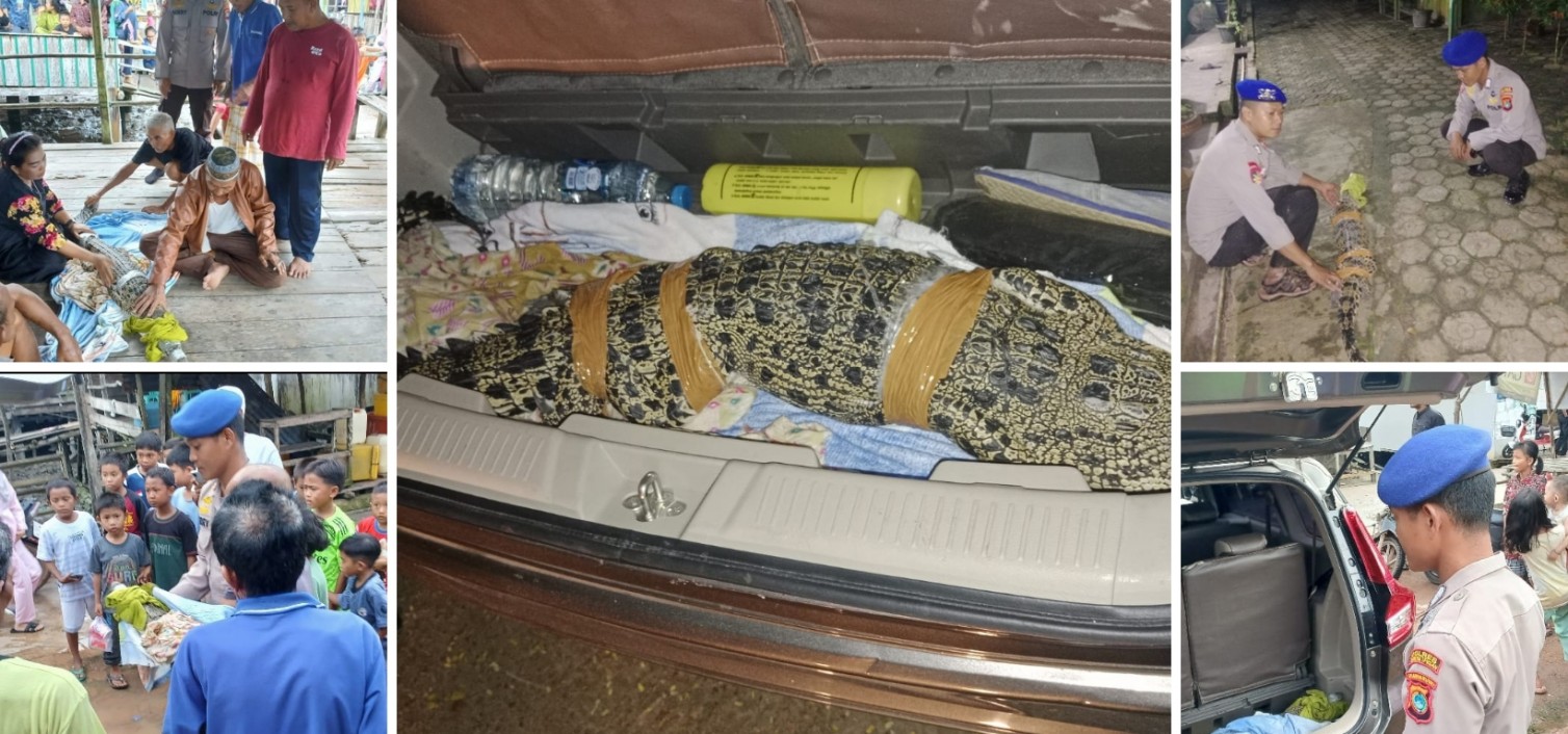SAT POLAIRUD POLRES BANGKA TENGAH BERHASIL TANGKAP BUAYA MUARA YANG RESAHKAN WARGA DESA KURAU