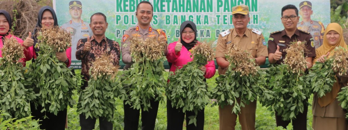 Panen Raya Kacang Tanah di Polres Bangka Tengah: Wujud Nyata Dukungan Ketahanan Pangan