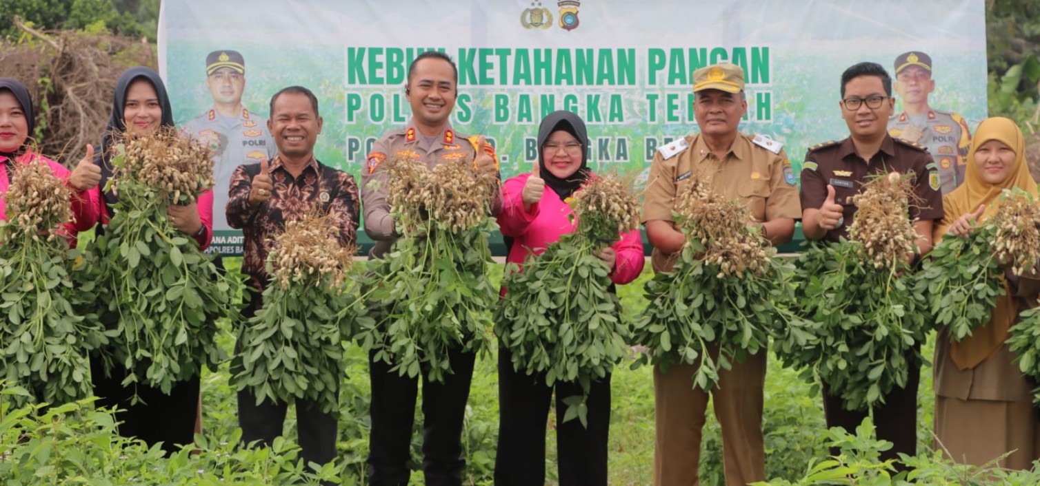 Panen Raya Kacang Tanah di Polres Bangka Tengah: Wujud Nyata Dukungan Ketahanan Pangan