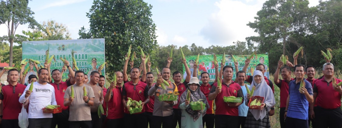 Polres Bangka Tengah Gelar Panen Raya Jagung Manis, Dukung Ketahanan Pangan dan Petani Lokal