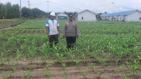Polres Bangka Tengah Dukung Ketahanan Pangan, Kapolsek Namang Tinjau Lahan Produktif Jagung Hibrida
