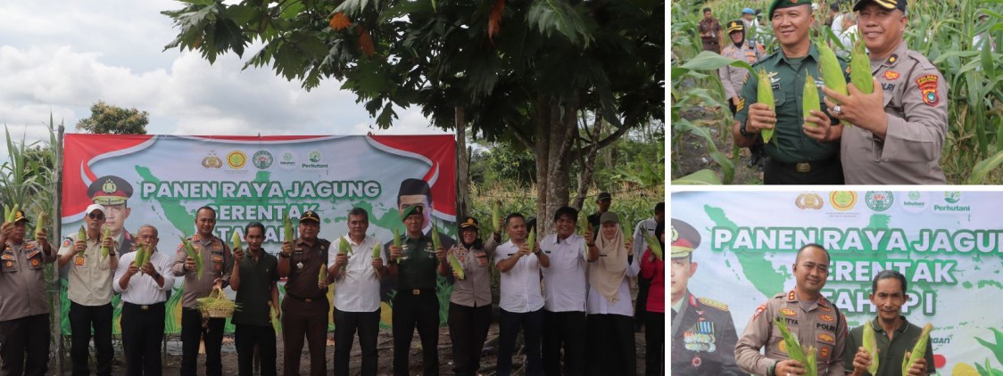 Polres Bangka Tengah Panen Jagung di Desa Lubuk Lingkuk, Dukung Ketahanan Pangan