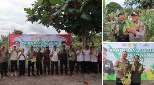 Polres Bangka Tengah Panen Jagung di Desa Lubuk Lingkuk, Dukung Ketahanan Pangan