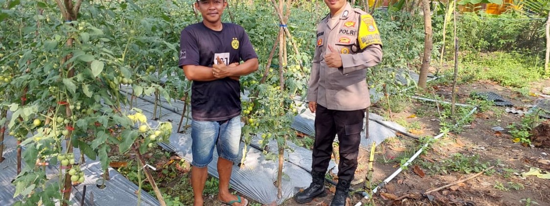 Cerita Brigadir Kateran Ajak Warga Binaannya Manfaatkan Lahan Tidur, Kini Sukses Panen Ratusan Kilogram Tomat