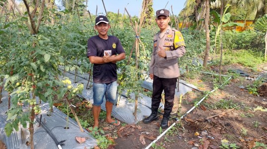 Cerita Brigadir Kateran Ajak Warga Binaannya Manfaatkan Lahan Tidur, Kini Sukses Panen Ratusan Kilogram Tomat